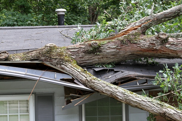 Storm Tossed Tree Impales a House Roof Storm Tossed Tree Impales a House Roof